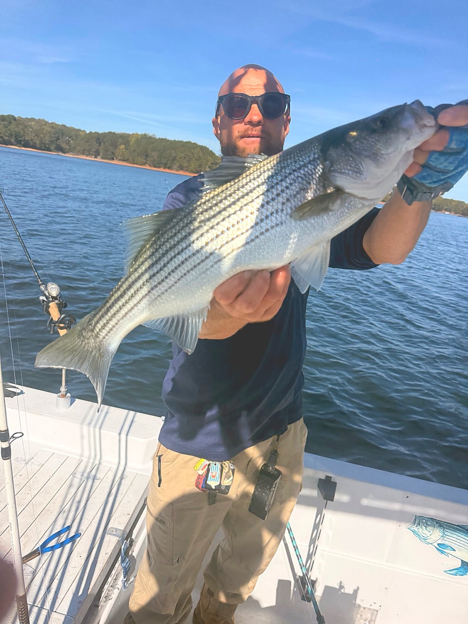 Angler holding a Lake Lanier striped bass caught during the fall transition