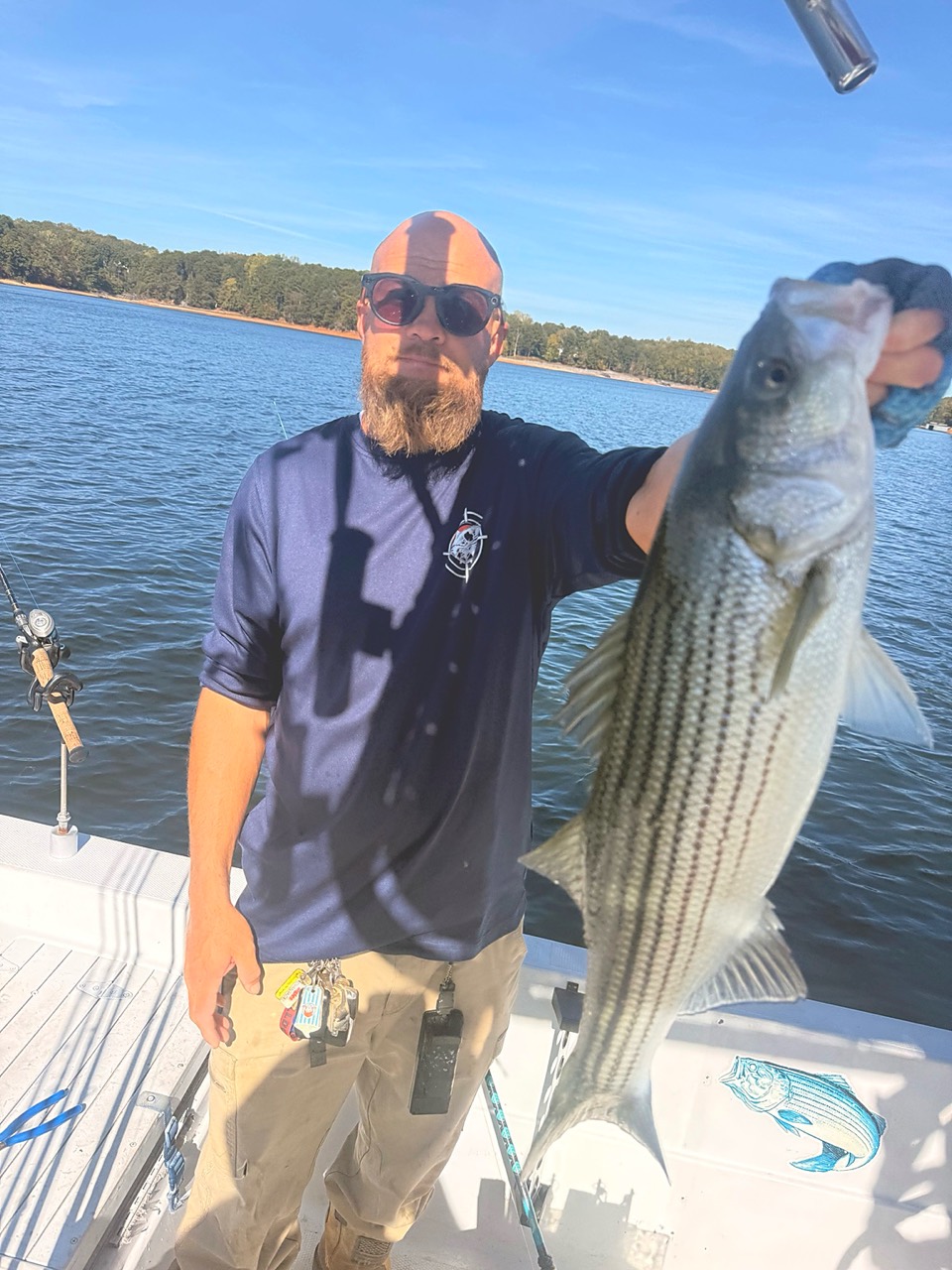 Lake Lanier striper caught while pulling planer boards during a scouting trip