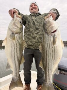 Lake Lanier trophy striped bass weighing 20 pounds or more