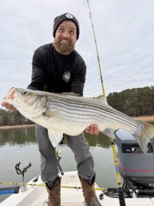 Lake Lanier trophy striped bass weighing 20 pounds or more