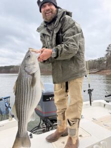 Lake Lanier trophy striped bass weighing 20 pounds or more