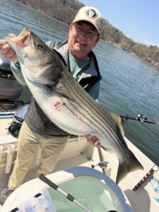 Lake Lanier trophy striped bass weighing 20 pounds or more