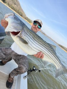 Lake Lanier trophy striped bass weighing 20 pounds or more