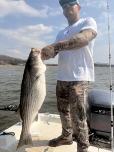 Lake Lanier trophy striped bass weighing 20 pounds or more