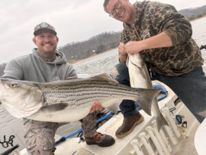 Lake Lanier trophy striped bass weighing 20 pounds or more