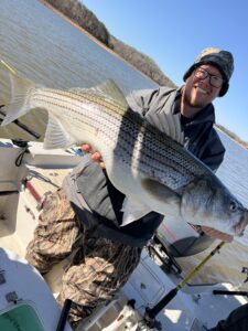 Lake Lanier trophy striped bass weighing 20 pounds or more