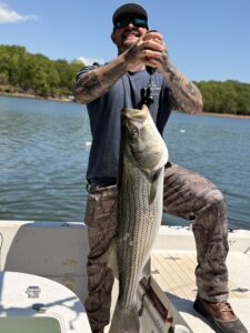 Lake Lanier trophy striped bass weighing 20 pounds or more