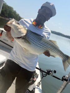Lake Lanier trophy striped bass weighing 20 pounds or more