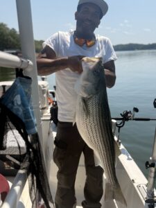 Lake Lanier trophy striped bass weighing 20 pounds or more