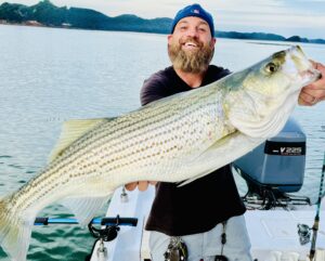 Lake Lanier trophy striped bass weighing 20 pounds or more
