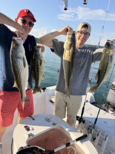 Lake Lanier trophy striped bass weighing 20 pounds or more