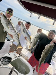 Lake Lanier trophy striped bass weighing 20 pounds or more