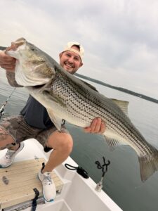 Lake Lanier trophy striped bass weighing 20 pounds or more