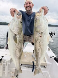 Lake Lanier trophy striped bass weighing 20 pounds or more