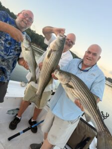 Lake Lanier trophy striped bass weighing 20 pounds or more