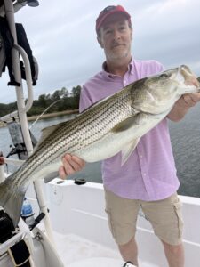 Lake Lanier trophy striped bass weighing 20 pounds or more