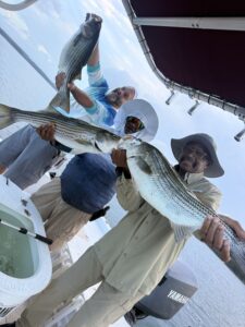 Lake Lanier trophy striped bass weighing 20 pounds or more