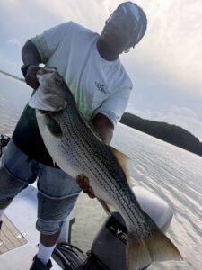 Lake Lanier trophy striped bass weighing 20 pounds or more