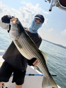 Lake Lanier trophy striped bass weighing 20 pounds or more