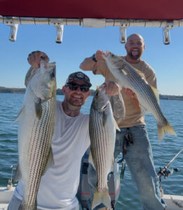 Lake Lanier trophy striped bass weighing 20 pounds or more