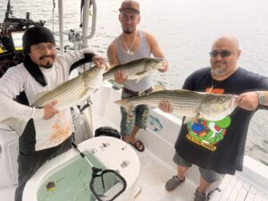 Lake Lanier trophy striped bass weighing 20 pounds or more