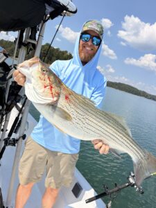 Lake Lanier trophy striped bass weighing 20 pounds or more