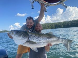 Lake Lanier trophy striped bass weighing 20 pounds or more