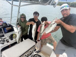 Lake Lanier trophy striped bass weighing 20 pounds or more