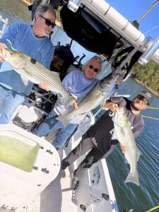 Lake Lanier trophy striped bass weighing 20 pounds or more