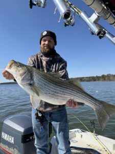 Lake Lanier trophy striped bass weighing 20 pounds or more