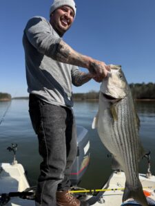 Lake Lanier trophy striped bass weighing 20 pounds or more