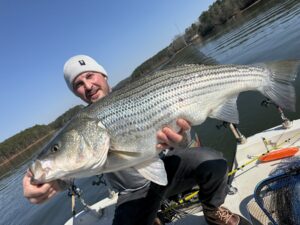 Lake Lanier trophy striped bass weighing 20 pounds or more