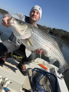 Lake Lanier trophy striped bass weighing 20 pounds or more