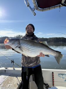Lake Lanier trophy striped bass weighing 20 pounds or more