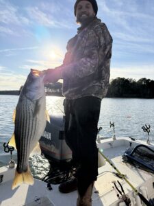 Lake Lanier trophy striped bass weighing 20 pounds or more