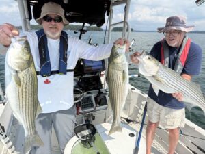 Lake Lanier trophy striped bass weighing 20 pounds or more
