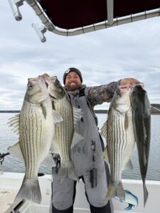 Lake Lanier trophy striped bass weighing 20 pounds or more