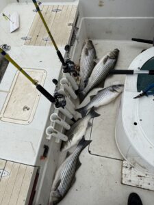Lake Lanier trophy striped bass weighing 20 pounds or more