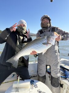 Lake Lanier trophy striped bass weighing 20 pounds or more