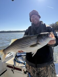 Lake Lanier trophy striped bass weighing 20 pounds or more