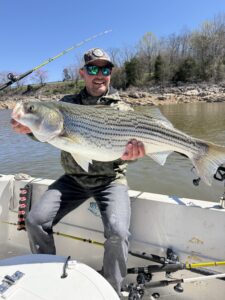Lake Lanier trophy striped bass weighing 20 pounds or more