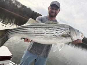 Lake Lanier trophy striped bass weighing 20 pounds or more