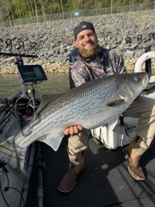 Lake Lanier trophy striped bass weighing 20 pounds or more