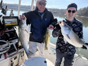 Lake Lanier trophy striped bass weighing 20 pounds or more