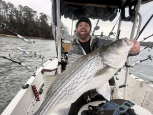 Lake Lanier trophy striped bass weighing 20 pounds or more
