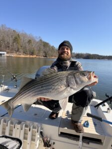 Lake Lanier trophy striped bass weighing 20 pounds or more