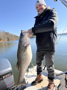 Lake Lanier trophy striped bass weighing 20 pounds or more