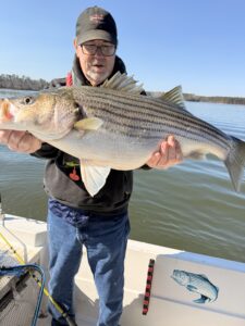 Lake Lanier trophy striped bass weighing 20 pounds or more