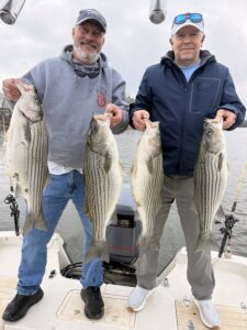 Lake Lanier trophy striped bass weighing 20 pounds or more
