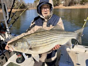 Lake Lanier trophy striped bass weighing 20 pounds or more